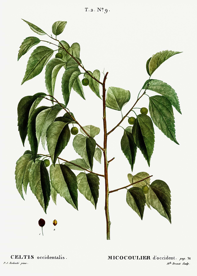 Traite Arbres 1819 HQ Orig