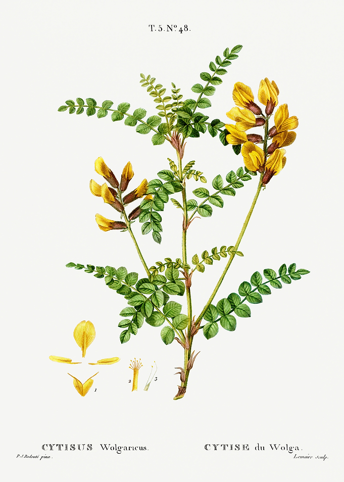 Traite Arbres 1819 HQ Orig