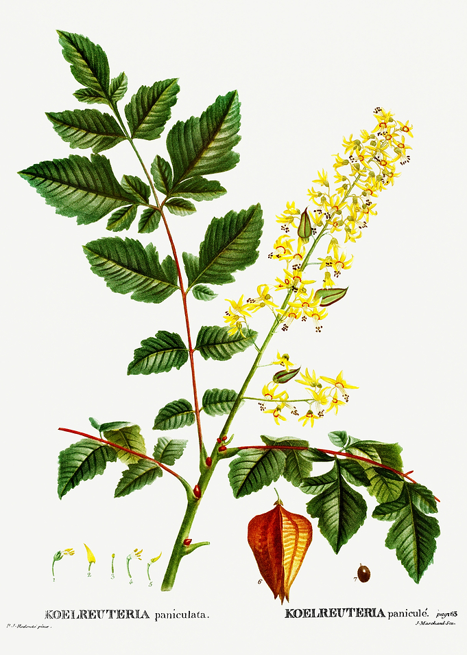 Traite Arbres 1819 HQ Orig