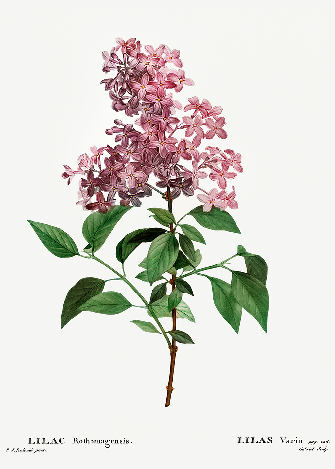 Traite Arbres 1819 HQ Orig