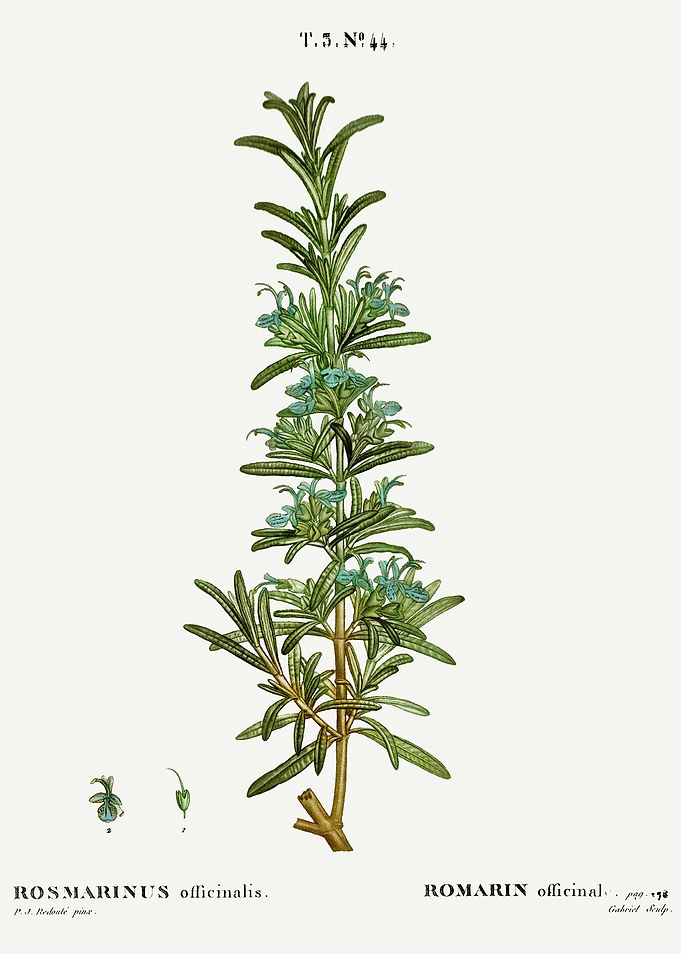 Traite Arbres 1819 HQ Orig