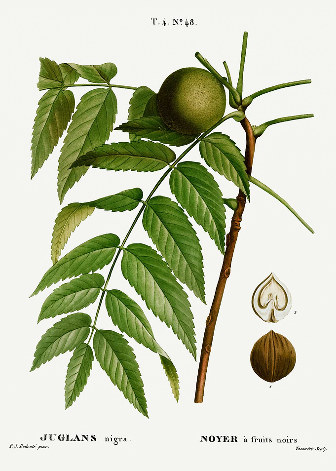 Traite Arbres 1819 HQ Orig