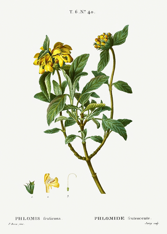 Traite Arbres 1819 HQ Orig