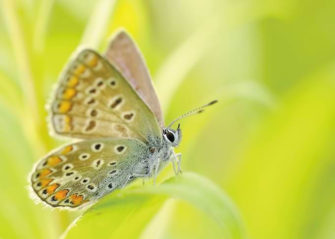 Macro Butterfly