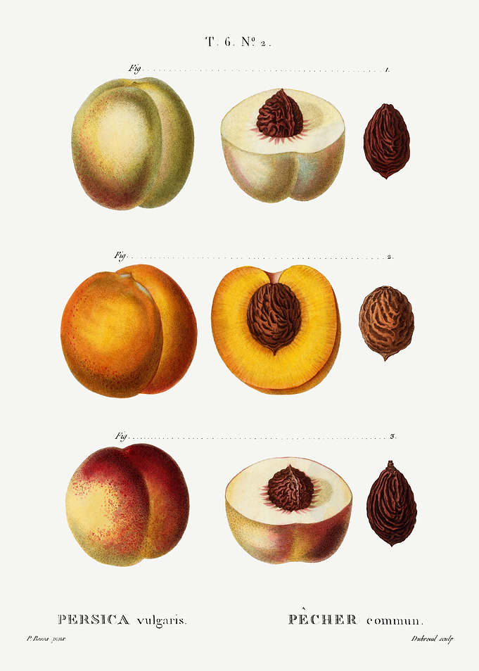 Traite Arbres 1819 HQ Orig