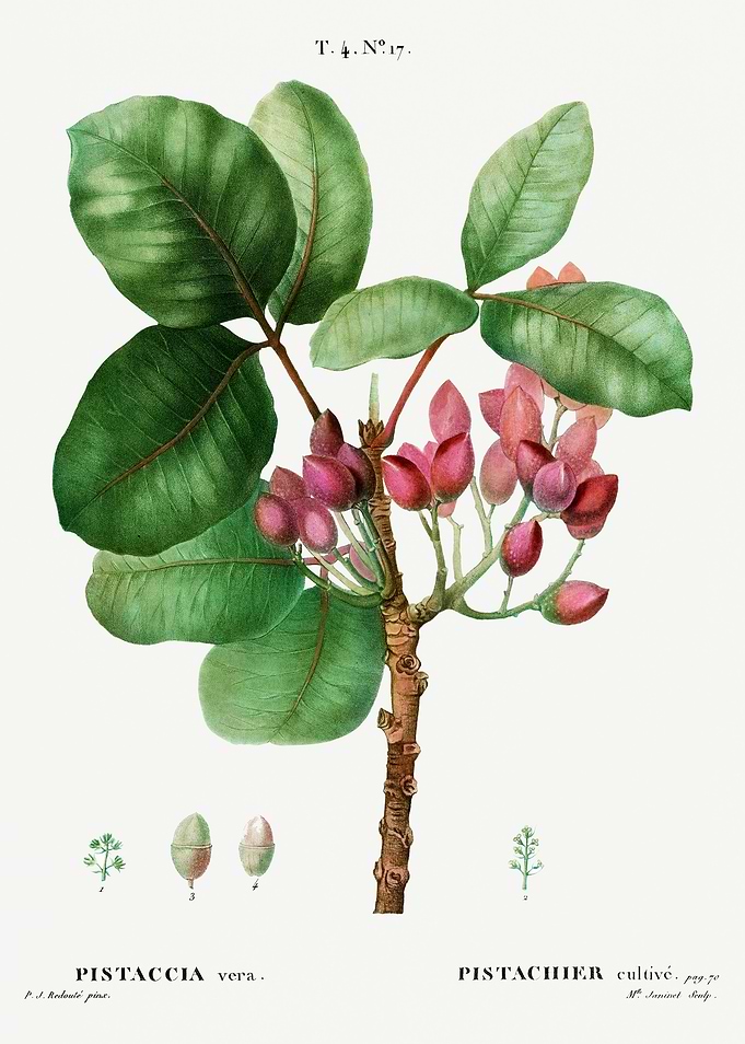 Traite Arbres 1819 HQ Orig