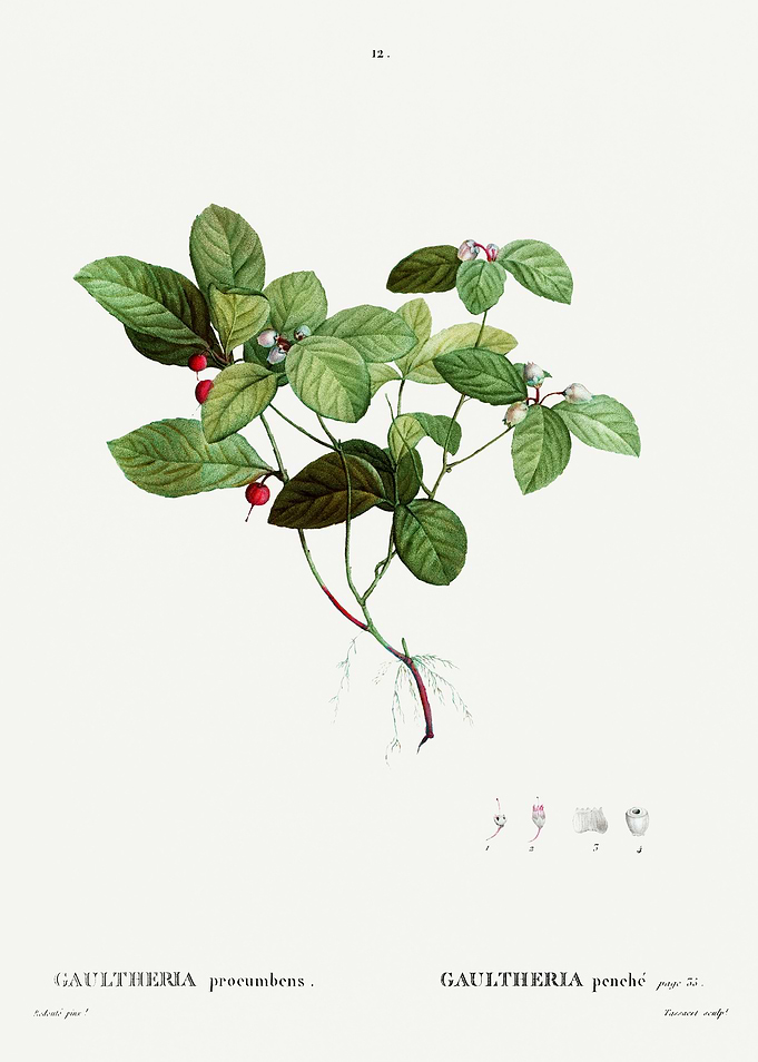 Traite Arbres 1819 HQ Orig