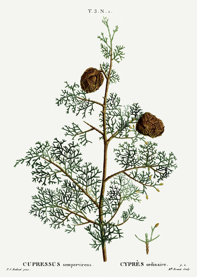 Traite Arbres 1819 HQ Orig