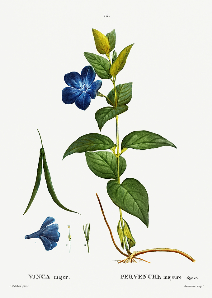 Traite Arbres 1819 HQ Orig