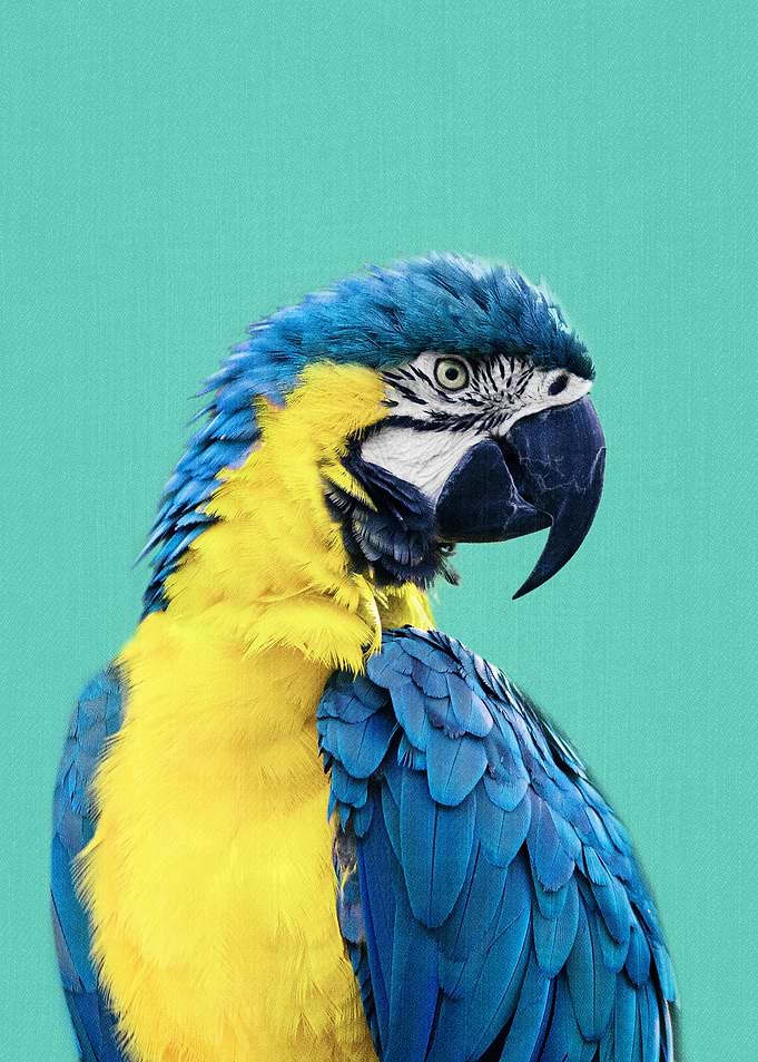Macaw Parrot