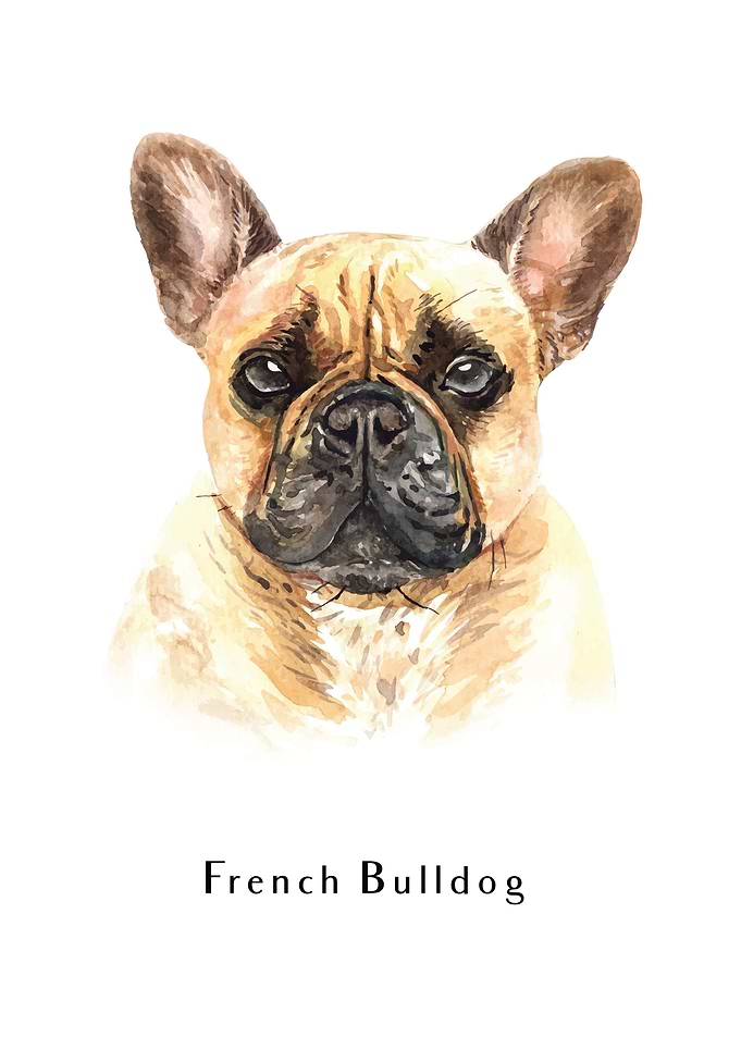 French Bulldog