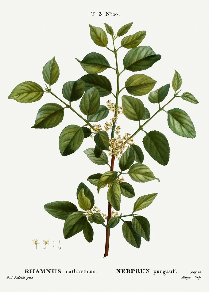 Traite Arbres 1819 HQ Orig