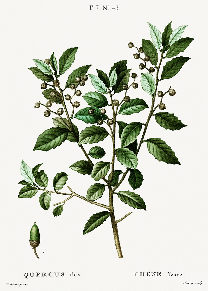 Traite Arbres 1819 HQ Orig