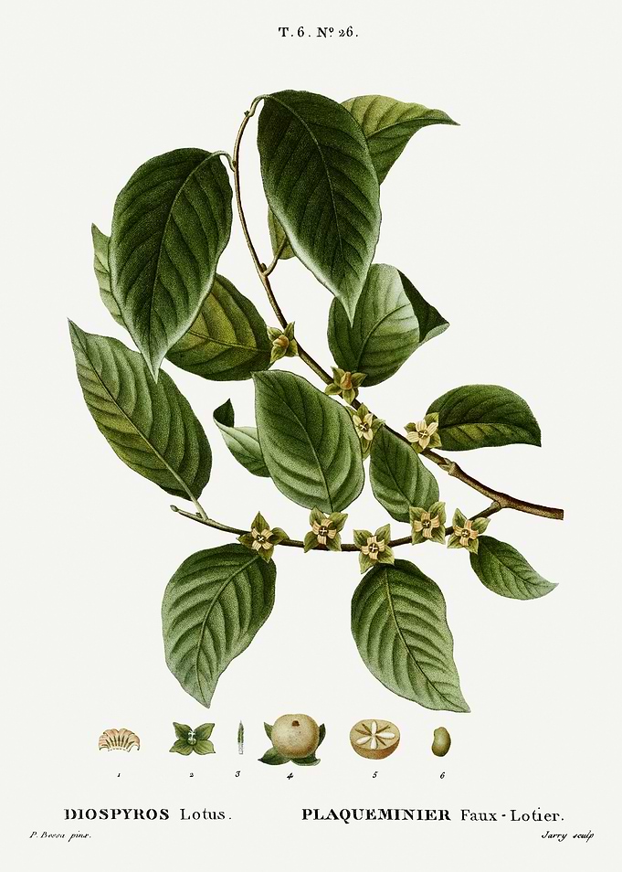 Traite Arbres 1819 HQ Orig