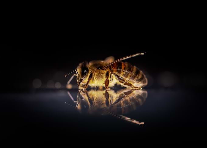 Honey Bee Closeup