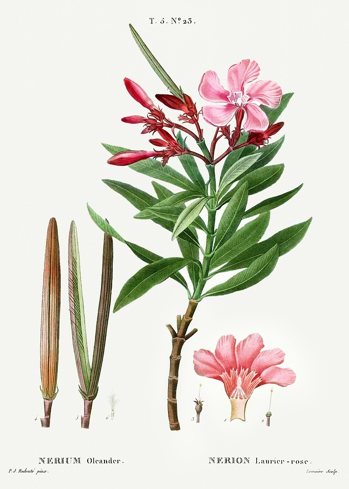 Traite Arbres 1819 HQ Orig