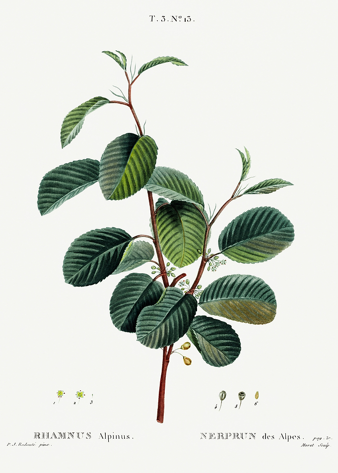 Traite Arbres 1819 HQ Orig