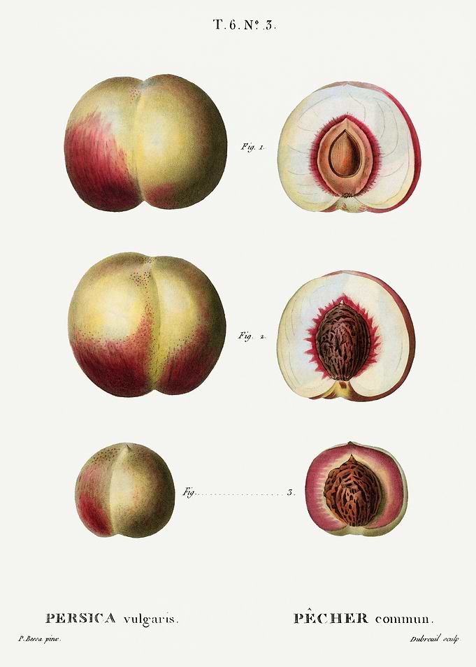 Traite Arbres 1819 HQ Orig