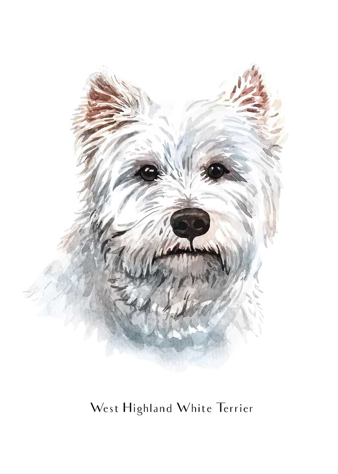 West Highland White Terrie