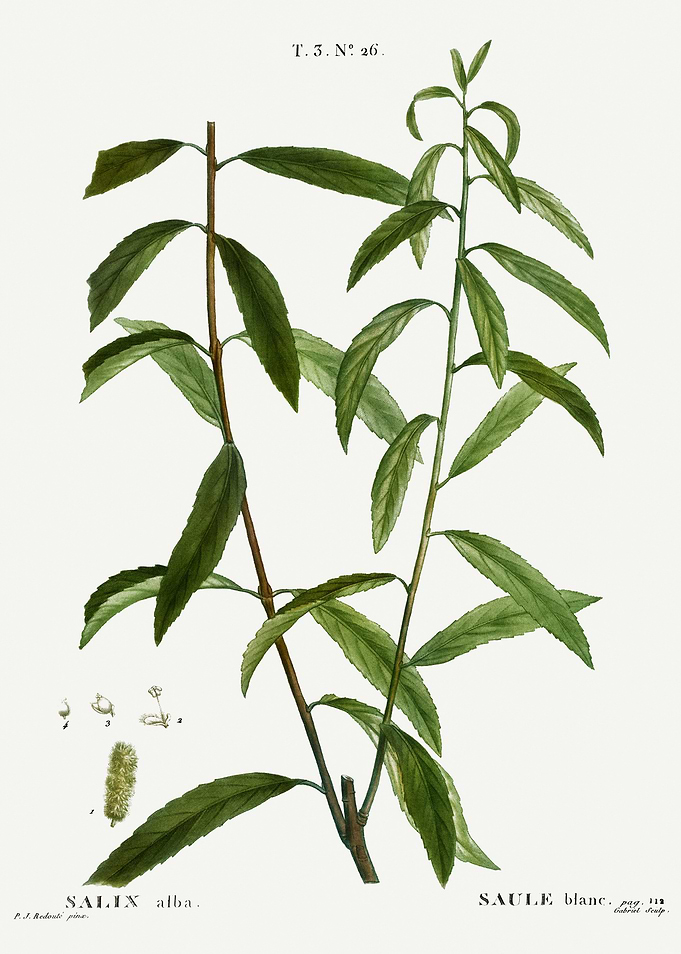 Traite Arbres 1819 HQ Orig