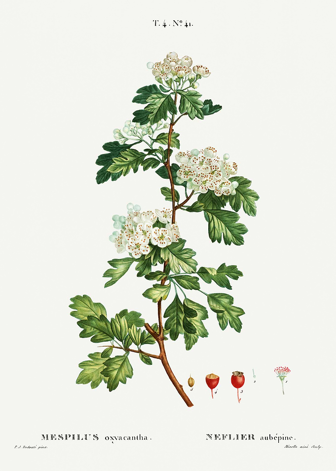 Traite Arbres 1819 HQ Orig