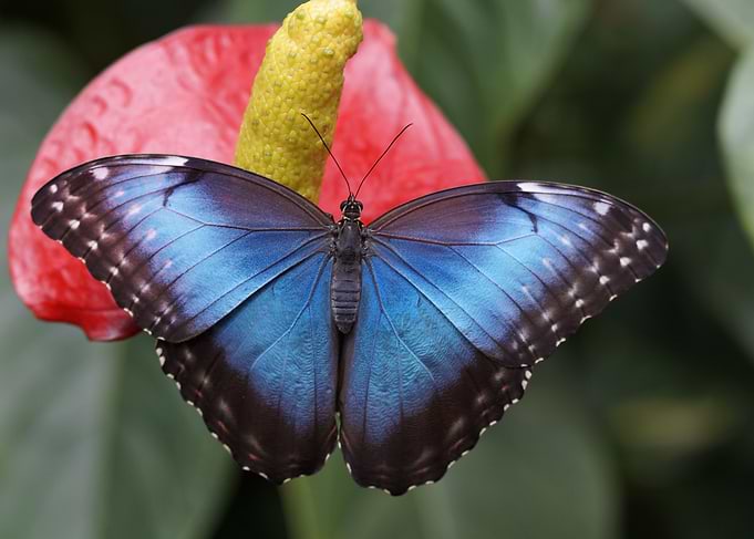 Blue Morpho