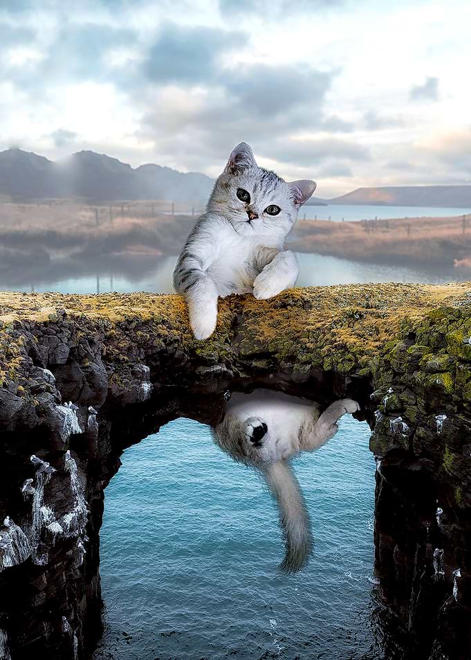 CutE Catty