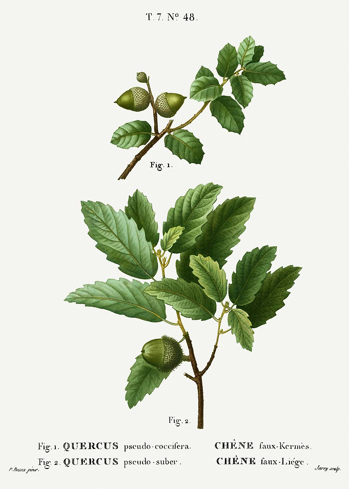 Traite Arbres 1819 HQ Orig