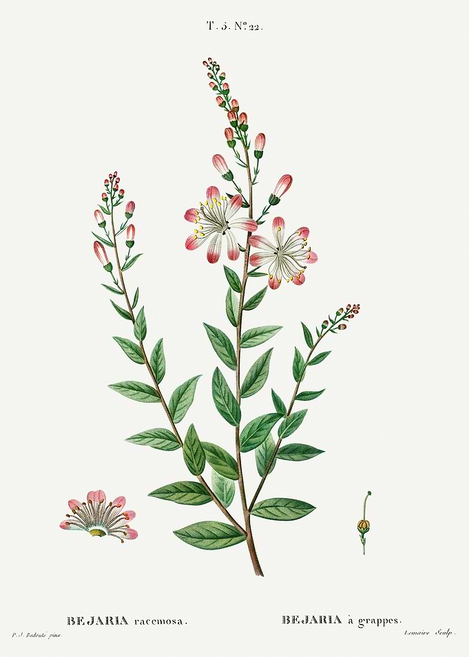 Traite Arbres 1819 HQ Orig
