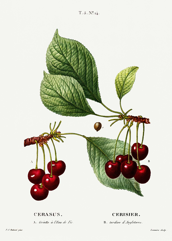 Traite Arbres 1819 HQ Orig