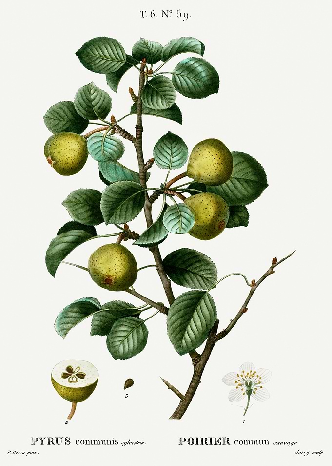 Traite Arbres 1819 HQ Orig