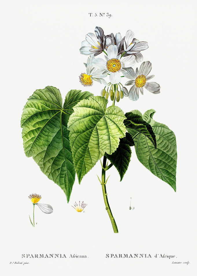 Traite Arbres 1819 HQ Orig