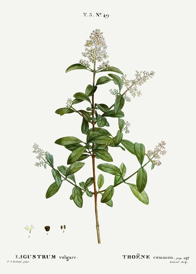 Traite Arbres 1819 HQ Orig