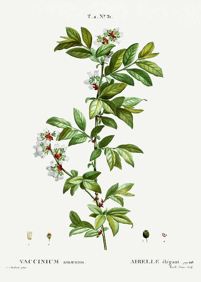 Traite Arbres 1819 HQ Orig