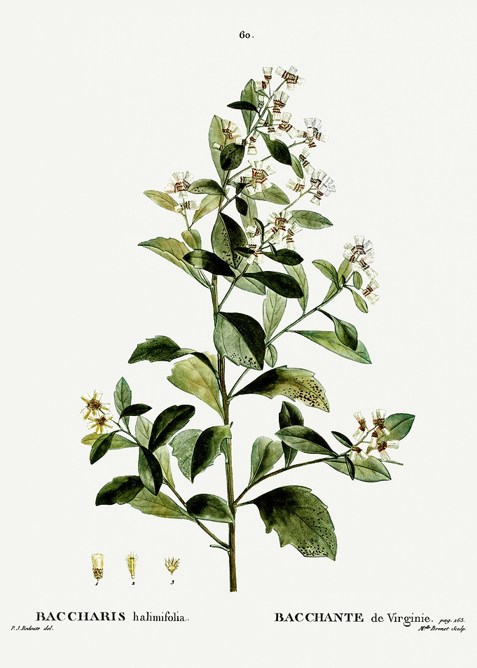 Traite Arbres 1819 HQ Orig
