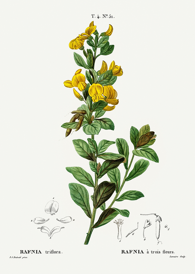 Traite Arbres 1819 HQ Orig