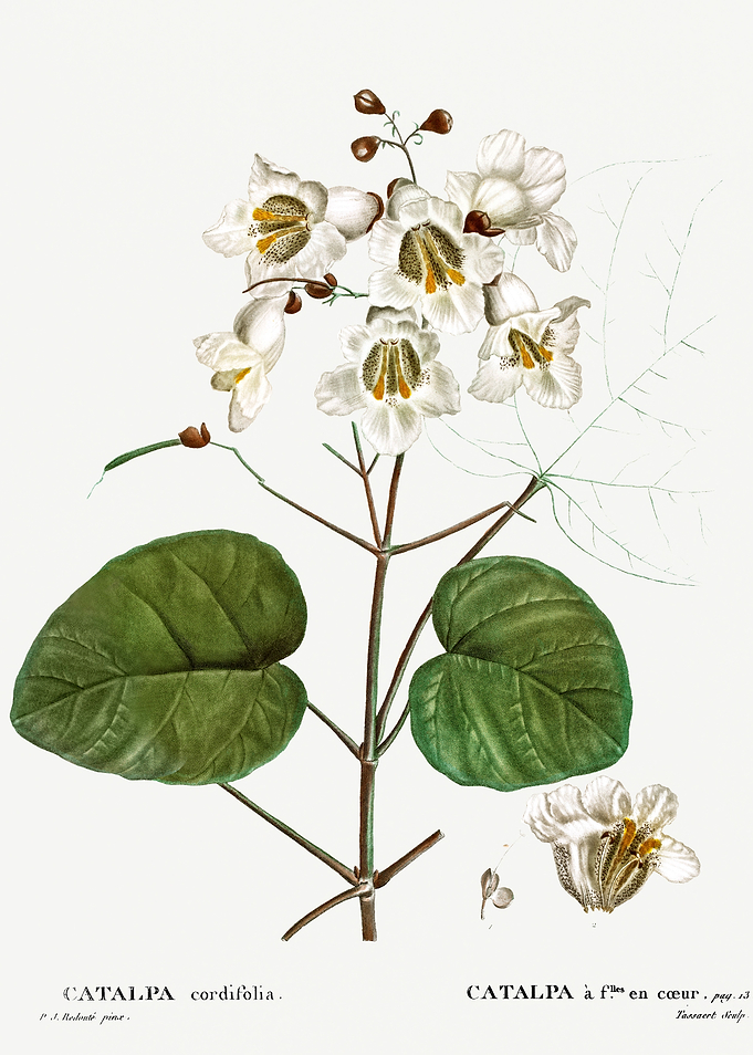 Traite Arbres 1819 HQ Orig