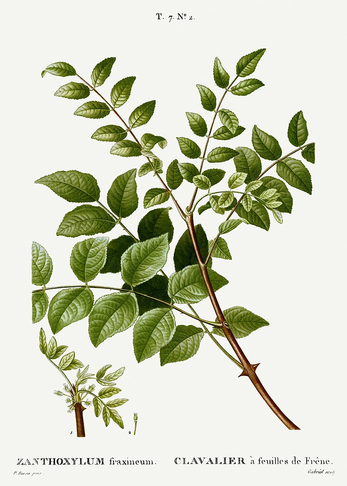 Traite Arbres 1819 HQ Orig