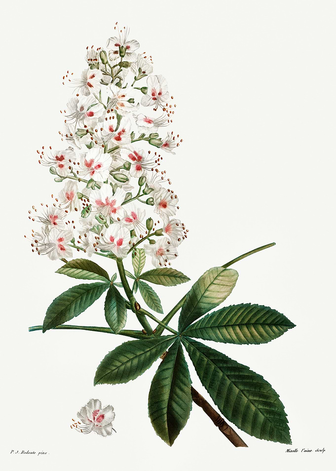 Traite Arbres 1819 HQ Orig