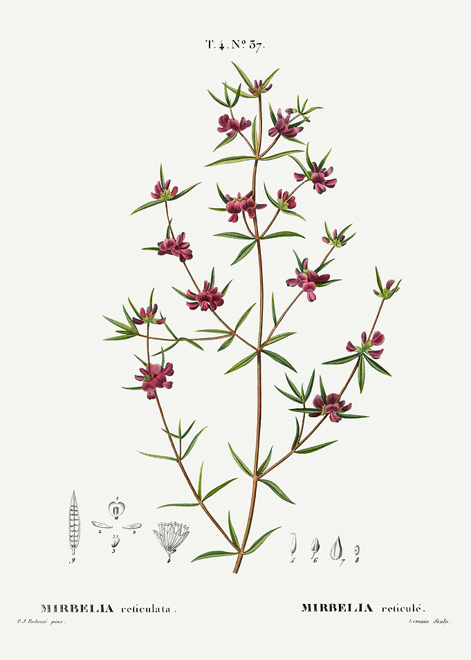 Traite Arbres 1819 HQ Orig