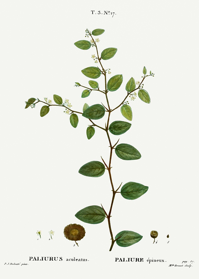 Traite Arbres 1819 HQ Orig