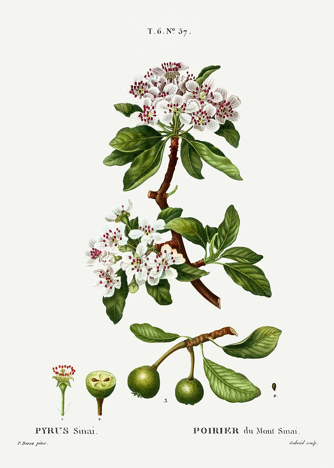 Traite Arbres 1819 HQ Orig