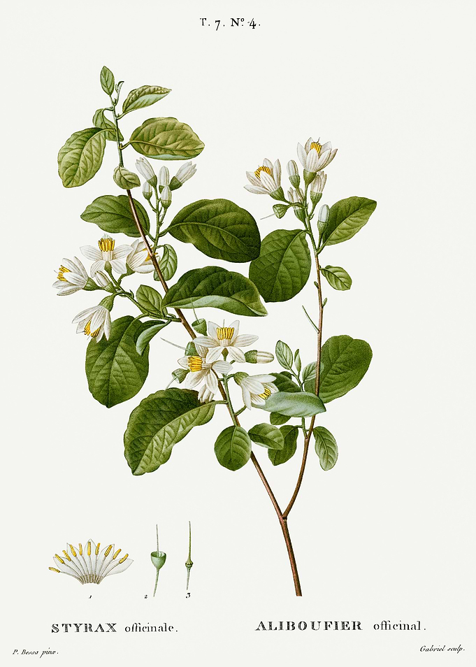 Traite Arbres 1819 HQ Orig