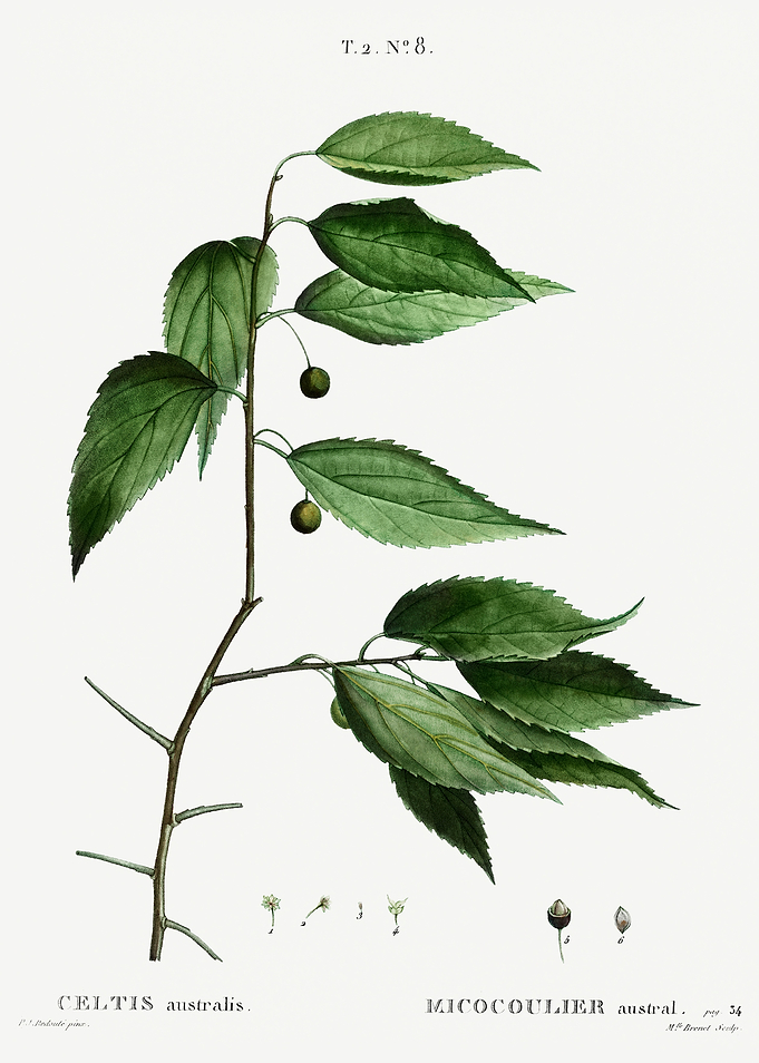 Traite Arbres 1819 HQ Orig