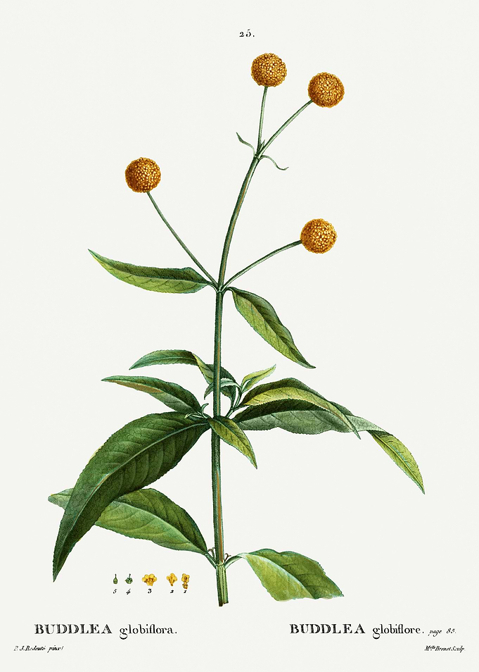 Traite Arbres 1819 HQ Orig