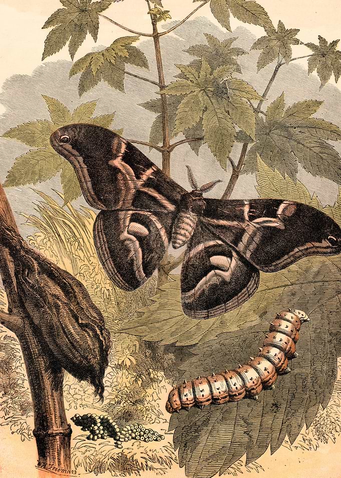 Metamorphosis