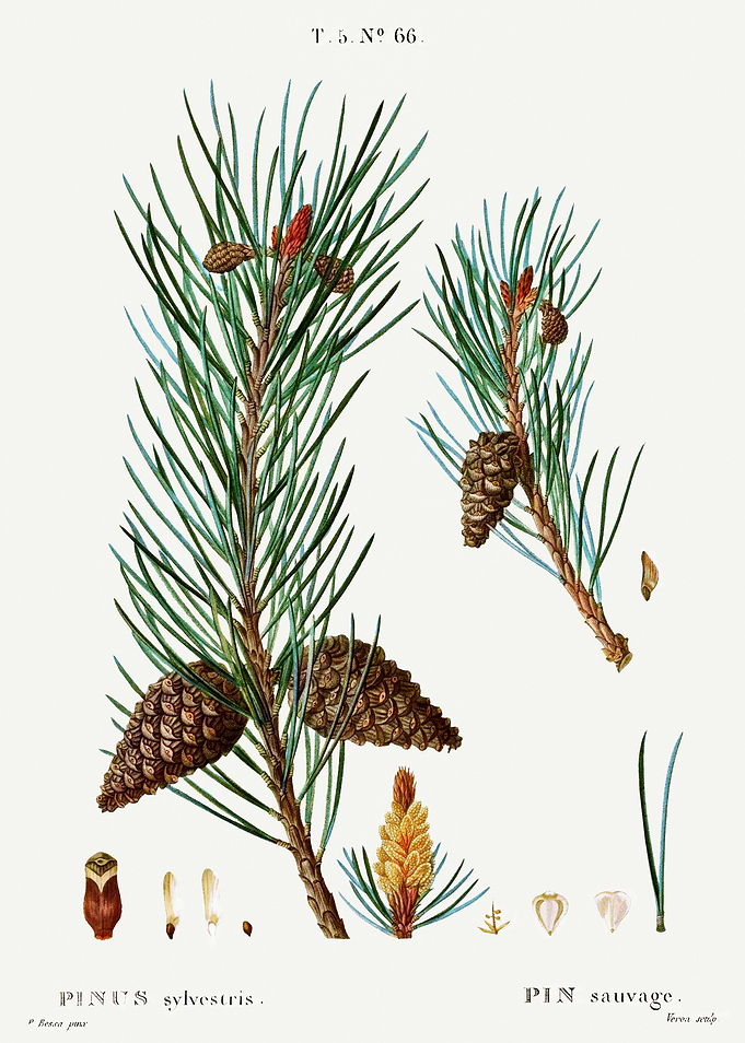 Traite Arbres 1819 HQ Orig