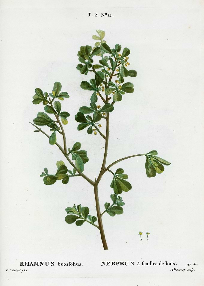 Traite Arbres 1819 HQ Orig