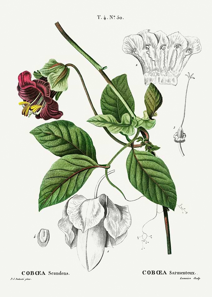 Traite Arbres 1819 HQ Orig