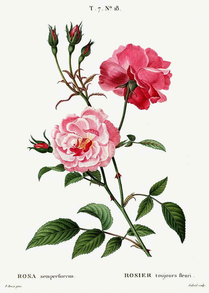 Traite Arbres 1819 HQ Orig